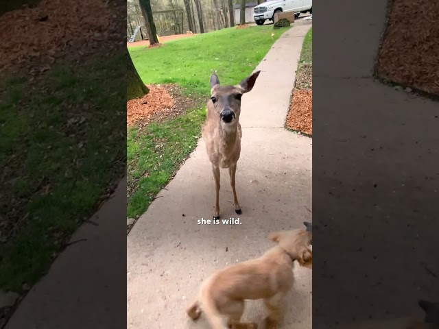 Wild Deer And Dog Have Been Besties For 11 Years | The Dodo