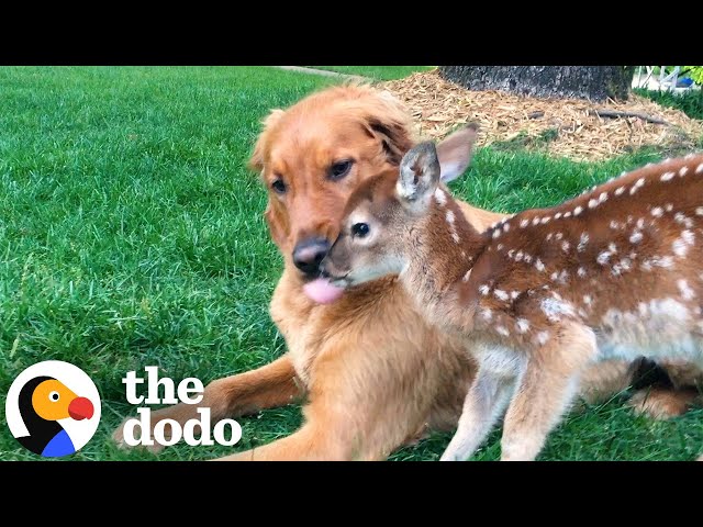 Wild Deer And Dog Have Been Besties For 11 Years | The Dodo