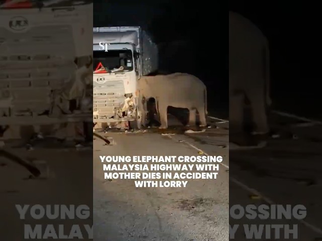 Young elephant crossing Malaysia highway with mother dies in accident with lorry
