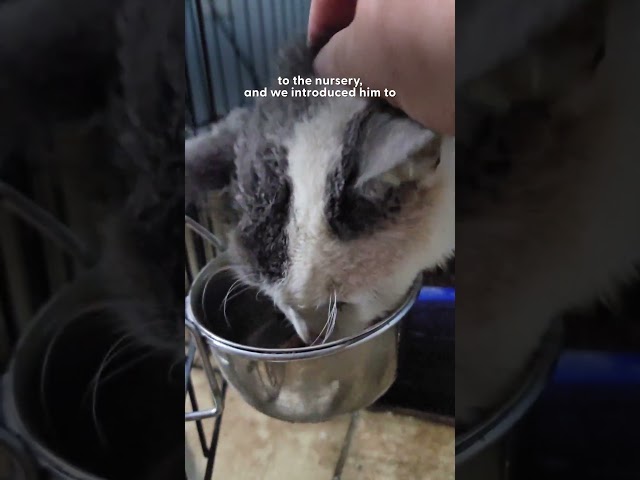 Winning Over The Most "Vicious" Feral Cat In The World | The Dodo