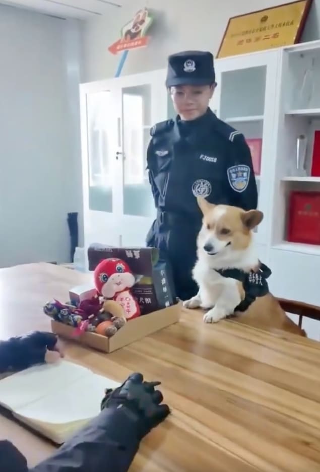 China’s First Corgi Police Dog In Trouble Again — This Time For Stealing Sausage From Kid During Patrol