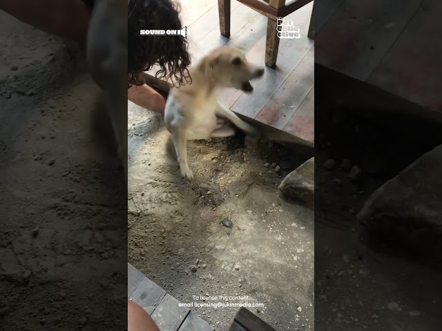 Guy Rescues Dog Stuck Beneath Wooden Flooring