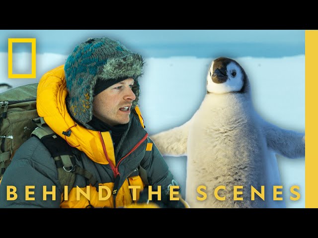 Behind the Lens with Bertie Gregory | Secrets of the Penguins | National Geographic