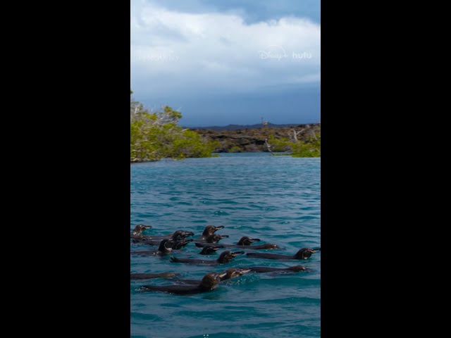 For banded penguins, hunting is a team sport. And they're champions at it! #SecretsOfThePenguins