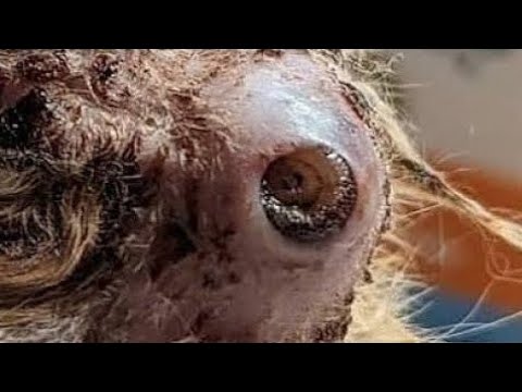 Removing An Immense Cuterebra From Bunny #129