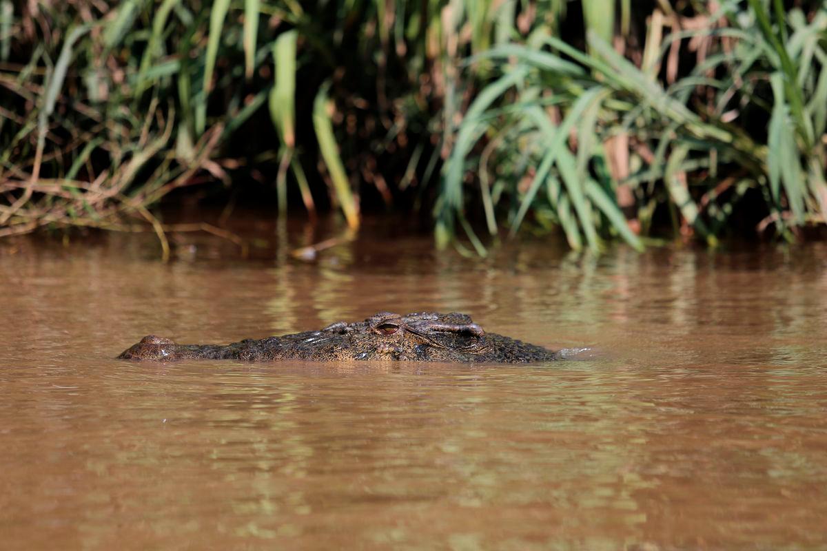 Residents urged to be cautious after crocs sighted at Sg Batu Pahat