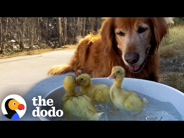 Couple Left The City So Their Dog Could Have More Friends | The Dodo