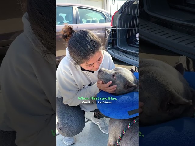 Pregnant Pittie Rescued From Chain Has 13 Puppies | The Dodo