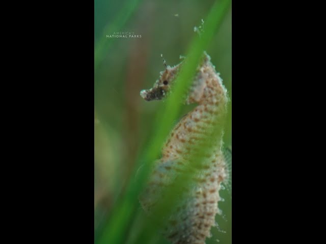 Some species of seahorse can even give birth to over a thousand fry 😲 #AmericasNationalParks
