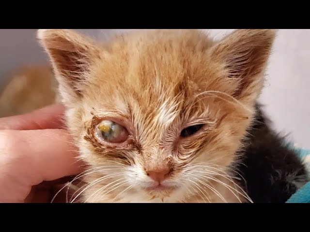 Enormous Cuterebra Eliminated From Small Kitten #146