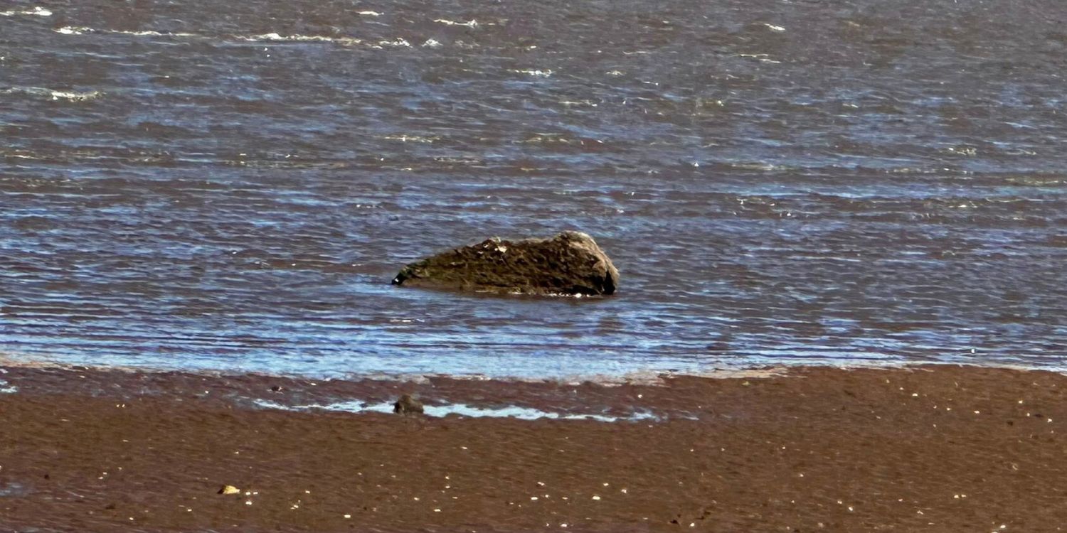 Rescuers in UK called to rescue ‘seal in distress’, only to realise it was rock