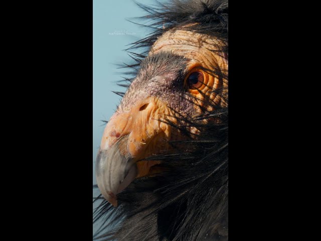 We love seeing more condors in the sky! #AmericasNationalParks