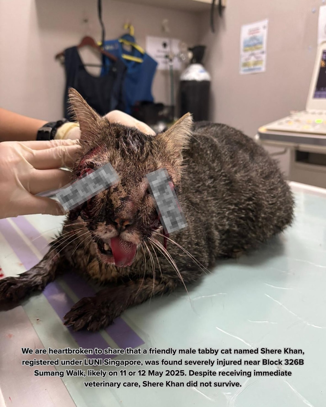 NParks Investigates Second Brutal Cat Killing as Punggol Tabby Dies from Severe Injuries