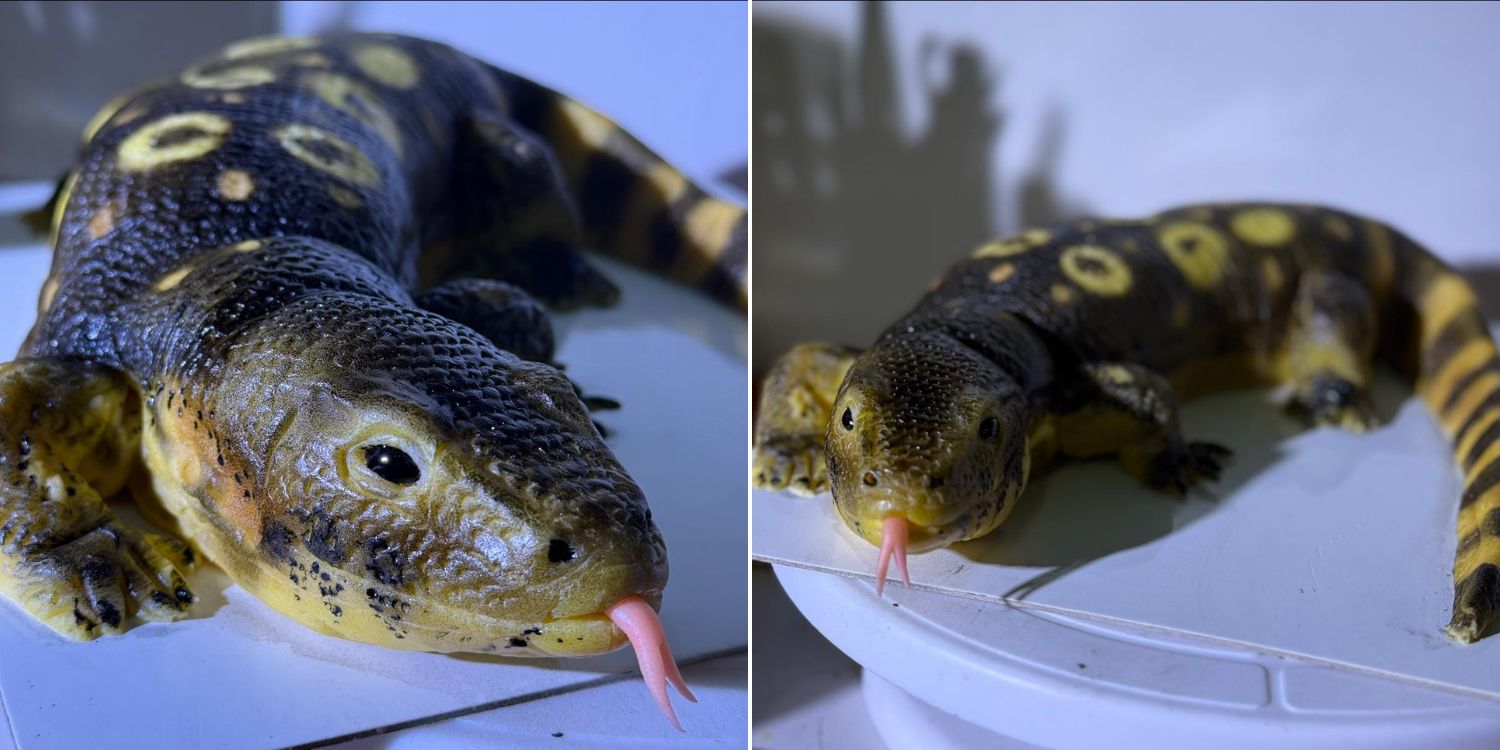 Café in Thailand makes realistic monitor lizard cake complete with forked tongue