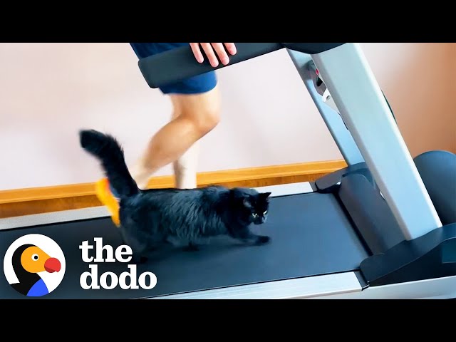 Cat Demands On Using The Treadmill Multiple Times A Day | The Dodo