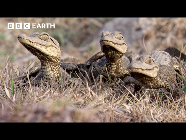 Baby Caimans Face Exhausting "Marathon" To Find Safety| BBC Earth