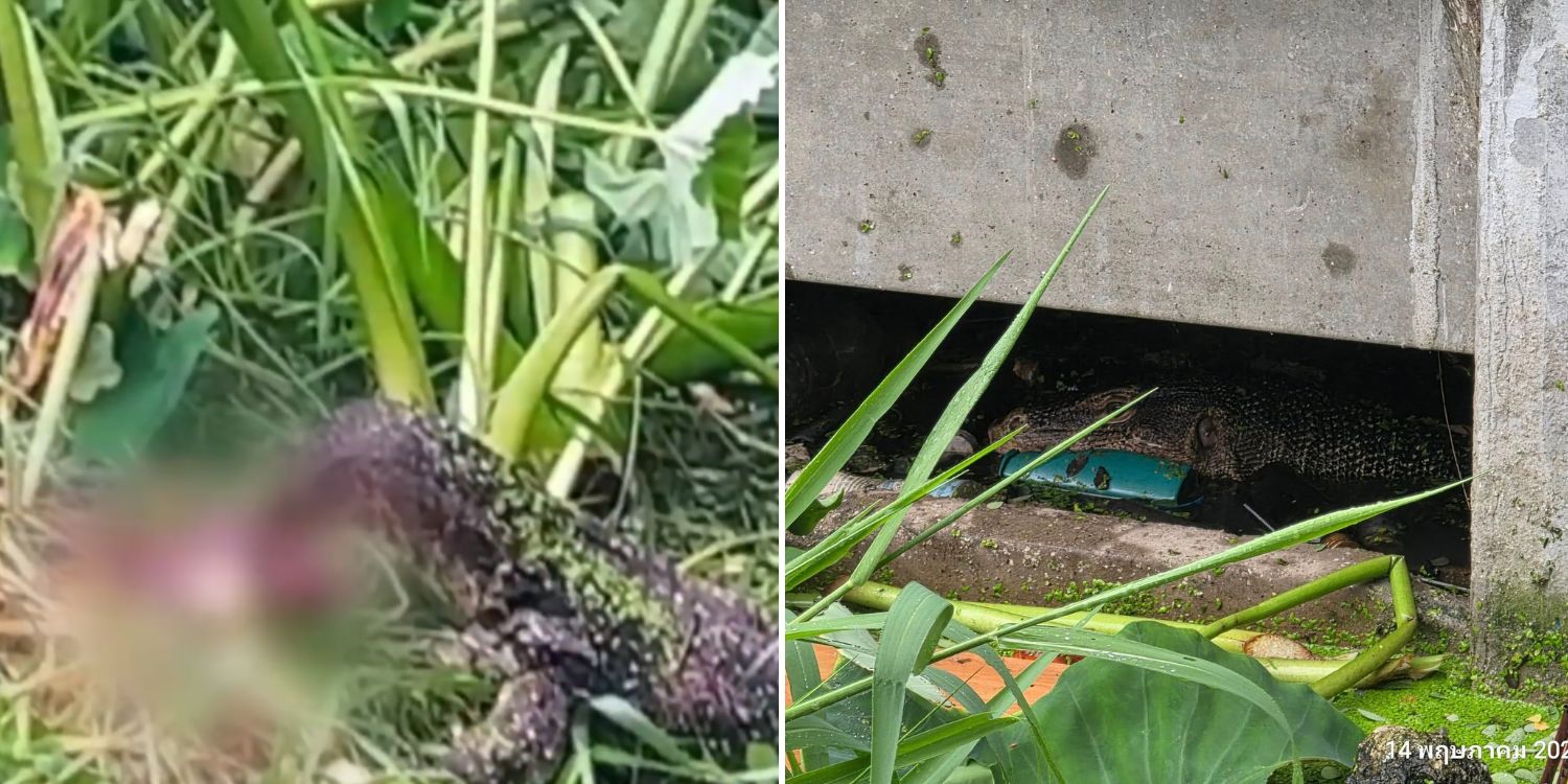 Monitor lizard chomps on body of newborn in thailand, only head left intact