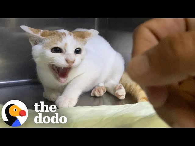 "Broken" Cat Who Hissed At Her New Mom Learns To Trust | The Dodo