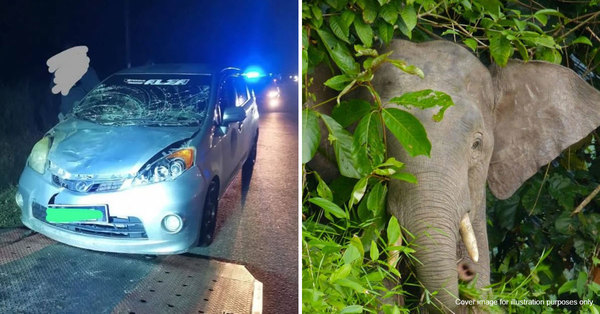 Another Elephant Hit By Vehicle: Animal Escapes Into Forest With Its Herd After Collision