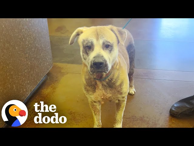 Guy Tries Everything To Find A Home For Euth Listed Dog | The Dodo