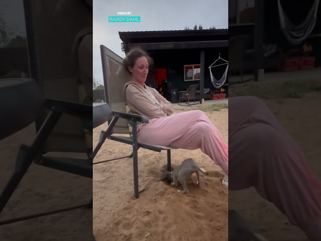 Dog Digs A Hole Under A Chair