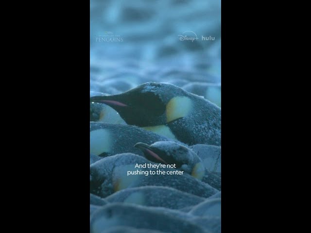 How do penguins survive low temperatures? The power of a huddle 💪 #SecretsOfThePenguins