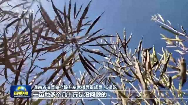 【在希望的田野上】我国夏油大面积收获 预计单产高于上年