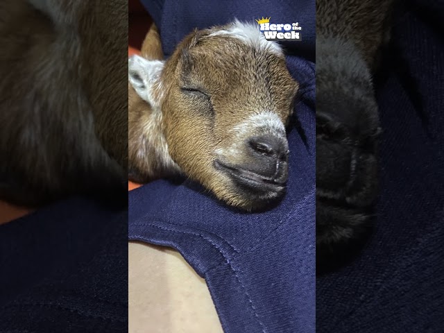 Goat Rescued And Returned To His Herd! | Hero Of The Week