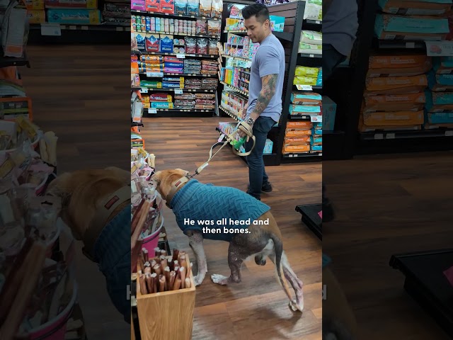 Guy Tries Everything To Find A Home For Euth Listed Dog | The Dodo