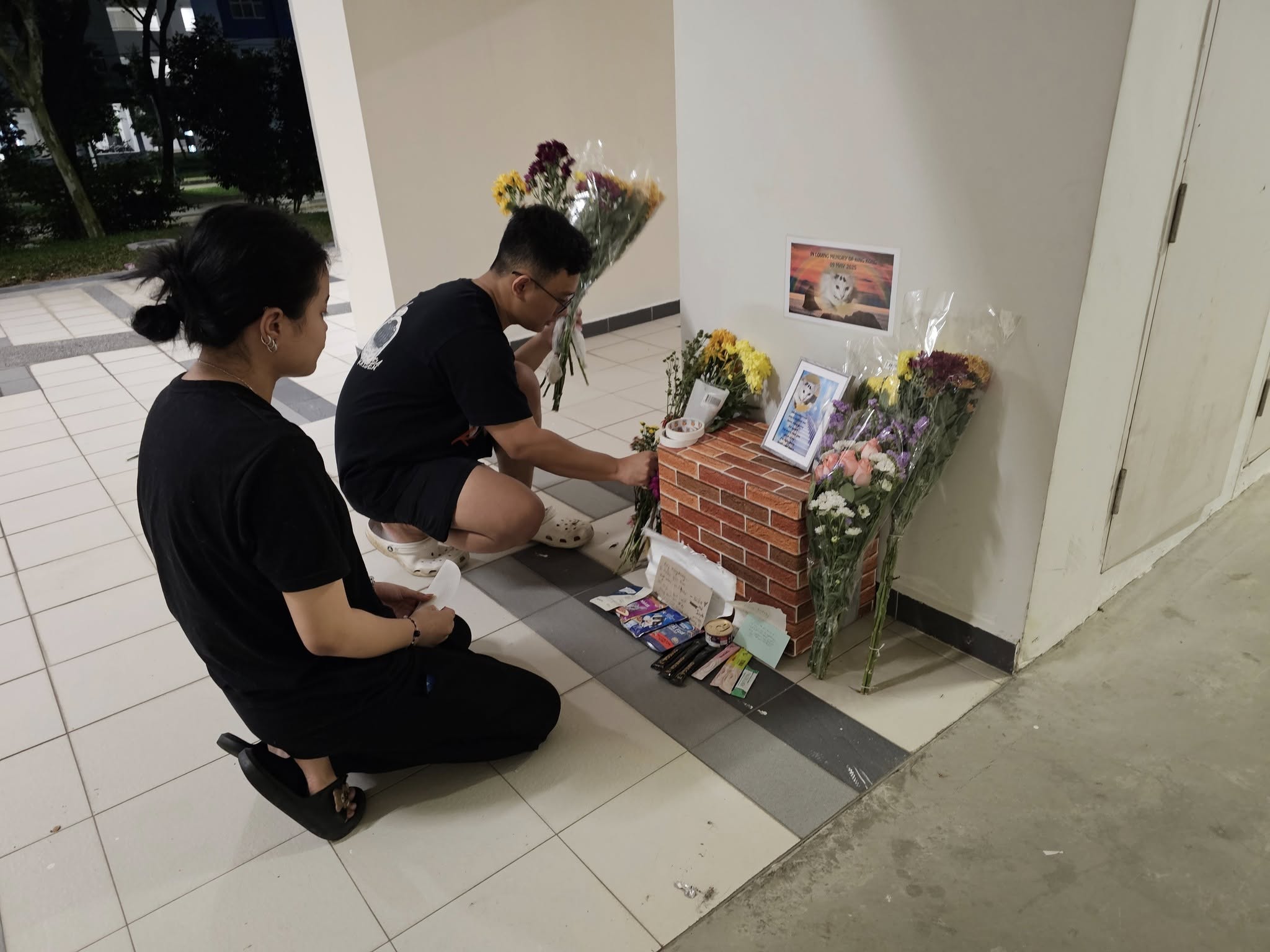 Animal lovers stepping up efforts to protect stray cats after Yishun, Punggol killings
