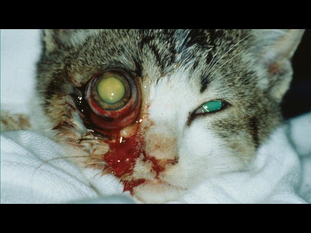 Extracting A Big Foxtail From Tiny Kitten's Eye #157