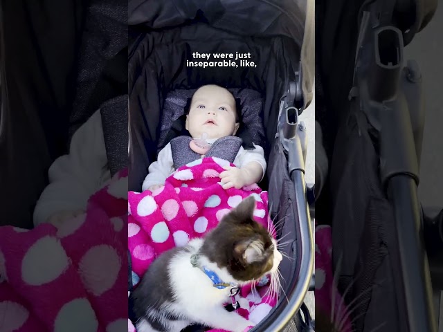 Velcro Kitten Just Wants To Sleep In His Baby Sister's Crib | The Dodo