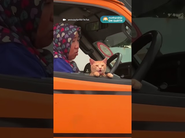 POV: When your crush pulls up in the car next to you