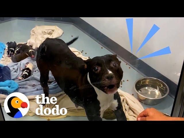 Growling, Aggressive Mama Pittie Transforms Into A Cuddlebug | The Dodo