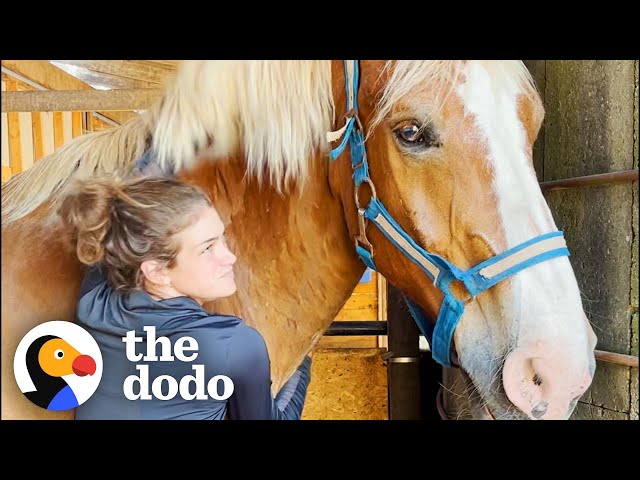 Horse's Hooves Were Basically Flippers Until They Got Trimmed | The Dodo
