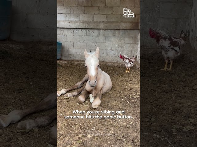 Horse Gets Startled By Rooster's Loud Cluck