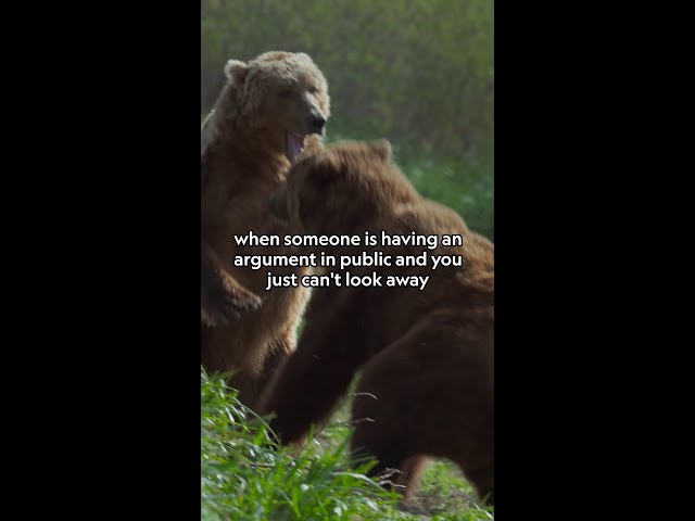 Us and that bear cub 🤝 living for the drama #NatGeoQueens