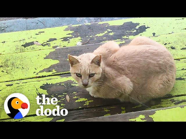 Woman Turns Backyard Into A Luxury Retreat For Stray Cats | The Dodo