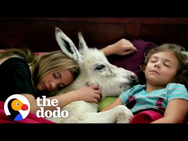 Sisters Have A Sleepover With Their Tiny Baby Donkey | The Dodo