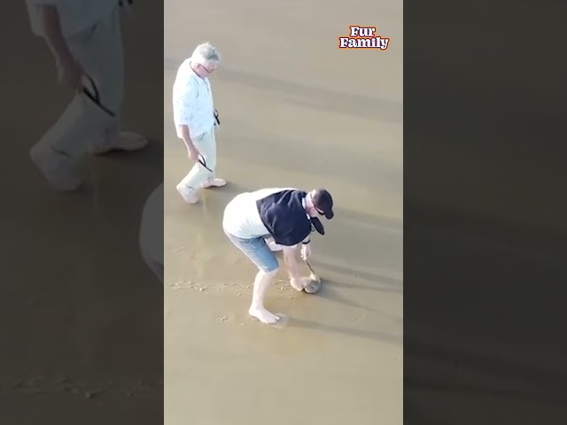 Beachgoers Rescue Stingray Stuck In Sand