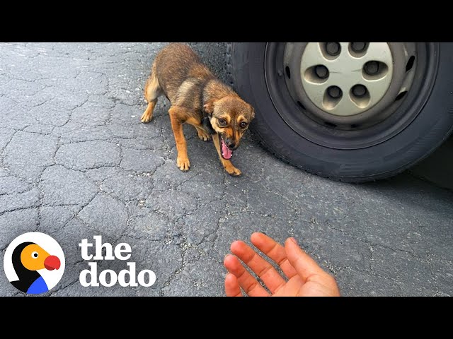 Stray Dog Runs Up To Woman And Asks Her To Save Her | The Dodo
