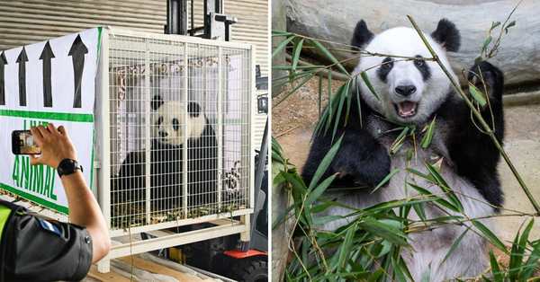 Pandas Xing Xing & Liang Liang Have Left Zoo Negara After 11 Years In Malaysia