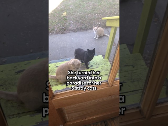 Woman Turns Backyard Into A Luxury Retreat For Stray Cats | The Dodo