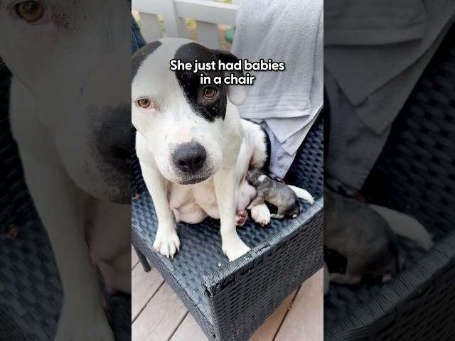Rescued Mama Pittie Gets Pampered With A Spa Day | The Dodo