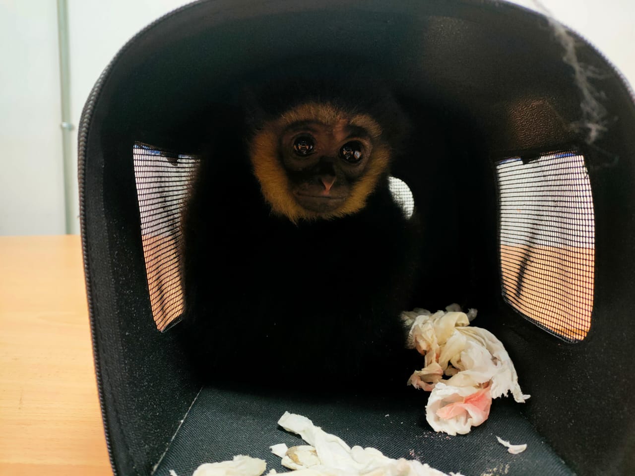 Malaysia sees spike in exotic animal smuggling cases