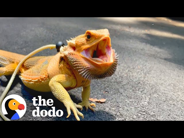 Lizard Loves To Go On Walks With Mom Around The Neighborhood | The Dodo