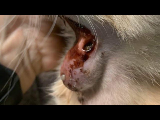 Massive Cuterebra Eliminated From Tiny Kitten's Head #160