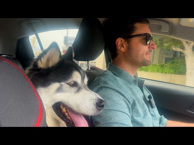 Fluffiest Dog Goes On A Date | Adventure Buddy Program