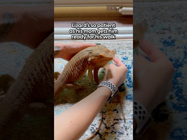 Lizard Loves To Go On Walks With Mom Around The Neighborhood | The Dodo