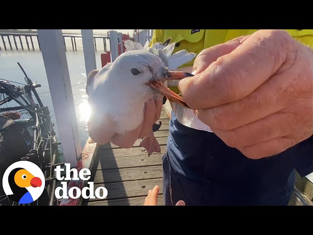 Guys Rescue A Little Seagull Tangled In Wire | The Dodo